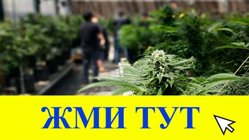 Купить наркотики в Новозыбкове